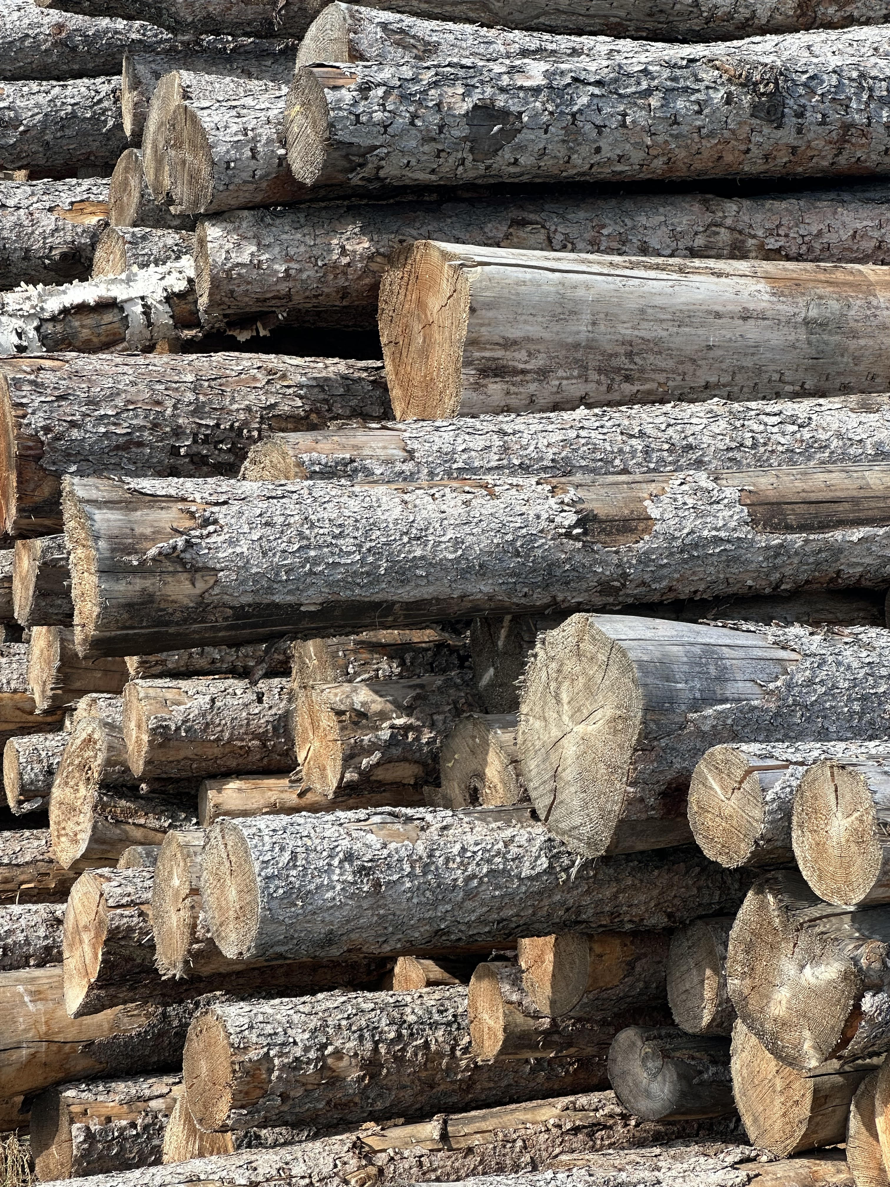 Tamarack Firewood 16" Length